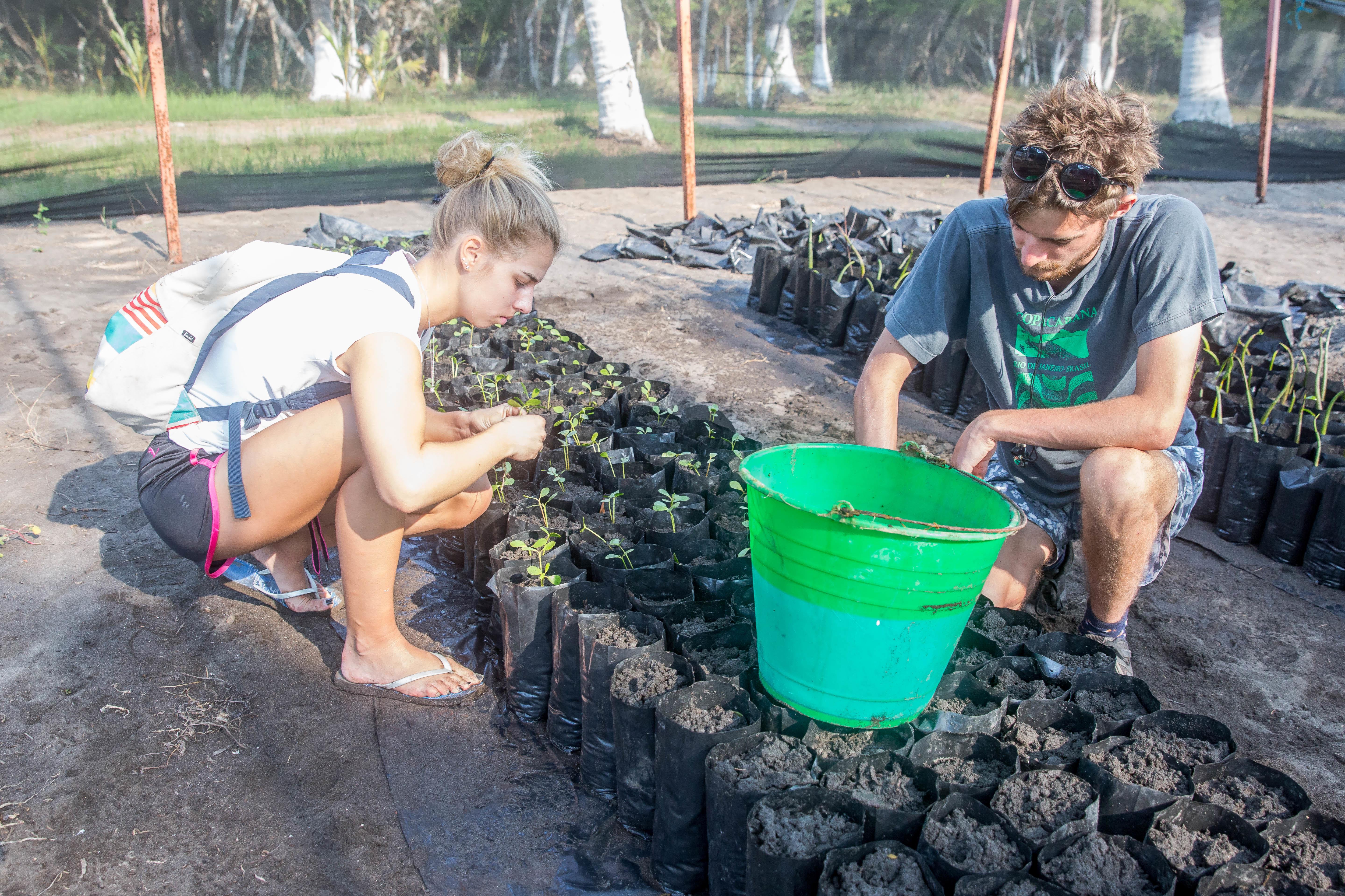 Projects Abroad volunteers plant mangroves for their conservation work in Mexico. Two students plant mangroves for their conservation volunteering in Mexico.